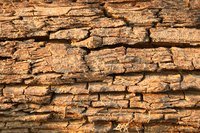Kill dry rot