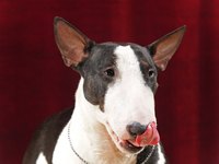 A miniature bull terrier is a great pet for an active individual to adopt.