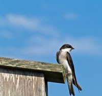 Swallows are common in the Pacific Northwest.