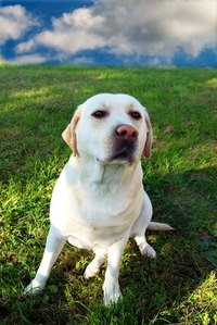 Your pup will love homemade dehydrated beef treats.