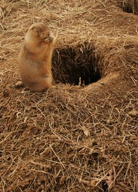 Burrowing rodents are difficult to completely eradicate.
