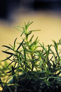 Rosemary oil contains around 90 different chemicals.