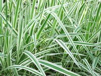 Ornamental grass is very hardy and hard to eliminate.