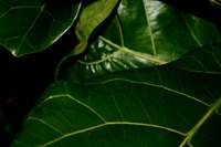 The glossy and heavily veined leave of fiddle leaf fig.