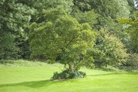 Most trimming should be accomplished while a tree is dormant.