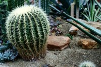 Desert lanscapes are affordable to maintain and good for the environment.