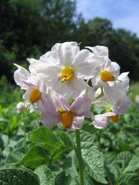Potato plants require the right combination of care to grow and flower.
