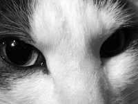 Cats can suffer from constipation.