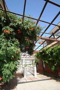Trumpet vine, popular with hummingbirds, can quickly overwhelm your yard,