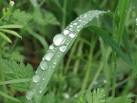A leaf converts sunlight into food using the photosynthesis process.