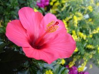Swamp rose mallow hibiscus grows naturally in swamps and ditches.