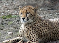 Make a cheetah costume at home.