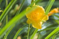 Plant Stella de Oro in those problem spots in the garden.