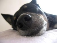 Cefprozil helps a dog with a bad infection.