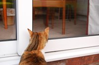 It is not difficult to train an outdoor cat to live indoors.