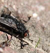 Flies can quickly become a nuisance around a composting location.