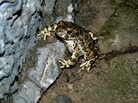 Bring your flower bed to life with frogs painted on rocks.