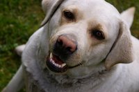 Guide dogs are socialized at an early age.