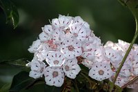 Mountain laurel is the state flower of both Connecticut and Pennsylvania.