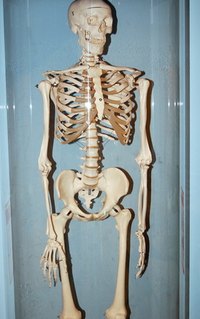 There are different creative ways to make a minature skeleton look like a real skeleton!