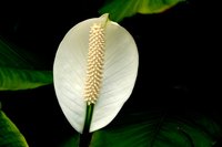 Peace lilies require minimal maintenance in the home.
