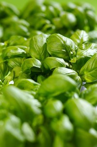 Basil is one of the common culinary herbs of the mint family.