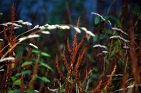Weeds harm the growth of other plants.