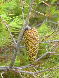 Pine tar is derived from many species of pine trees.