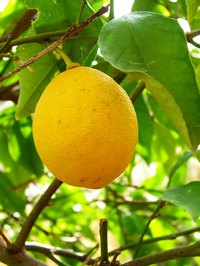 The best time to prune citrus trees is just following the fruit harvest.