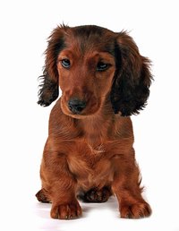 Eye conditions are common in Dachunds.
