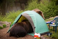 An animal stealing your food is the surest way to ruin a camping trip.
