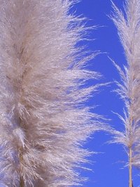 The plumes of the pampas grass look dramatic in your landscape.
