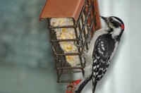 Woodpeckers are one of the few birds that eat snapdragons.