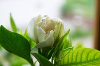 Too much sun can damage a young gardenia plant.