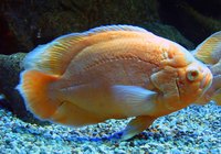 Fish will thrive in a clean environment
