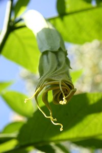 Closed angel trumpet flower