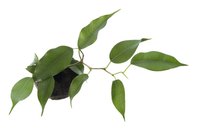 There are over 800 species of ficus trees.