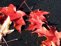 Leaves fall off trees so they can save energy in the winter when there is less sunlight.
