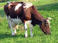 Healthy pasture grass can keep cattle healthy.