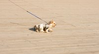 One job for kids is to walk people's dogs.