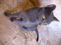 Weight loss in cats signals a health problem.