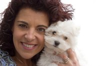 To shave your Bichon, use only animal grooming clippers.
