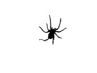 Black widow spiders are extremely poisonous.