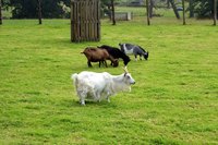 Avoid pregnancy toxemia by providing your pregnant does with a well-balanced ration, including plenty of hay and grass.