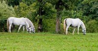 A visible fence keeps pastured horses safe.