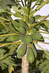 Papaya leaf extract can be used as an insecticide.