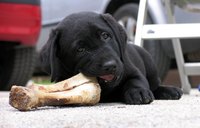 Bones should be sterilized before being given to dogs.