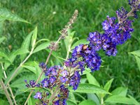 Japanese beetle feasting on a butterfly bush.