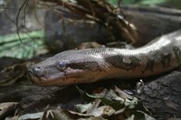 Know your snakes before you venture into the wild -- or the tall grasses.