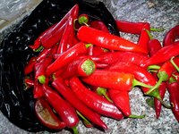The only way to safely preserve peppers without a pressure canner is to pickle them.